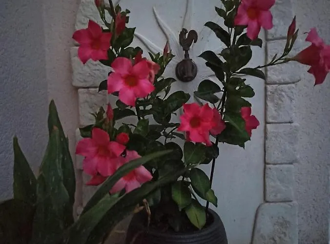 Magnolia 3* Trois-Palis